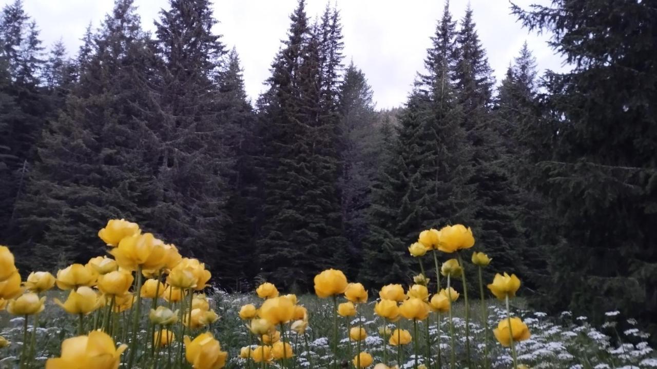 Хижа Ловна В Рила Panicsiste Kültér fotó